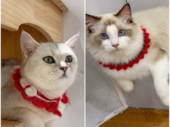 -COLOR PETS 撸猫馆·购猫·猫咖(长风大悦城店)