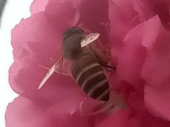 -南国桃园旅游度假区