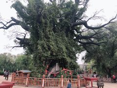 -大槐树寻根祭祖园