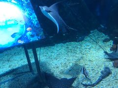 -烟台海昌鲸鲨海洋公园