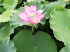 -石家庄市植物园
