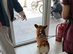 -宠福鑫康馨动物医院·骨科·眼科