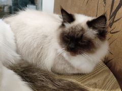 -楼上猫咖(罗湖店)