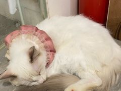 -楼上猫咖(罗湖店)