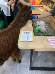 -神奇动物撸宠馆·羊驼·小浣熊·异宠(豫园店)