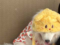 -星多哈·狗咖·拼豆·咖啡