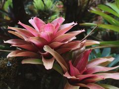 -昆明植物园