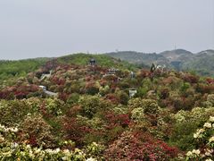 -贵州百里杜鹃风景名胜区