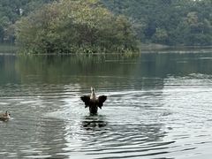-华侨城湿地公园