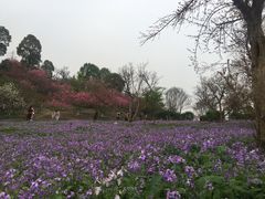 -秀丽东方