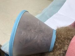-爱侣·安琦尔宠物医院·中兽医针灸·心内科·狂犬免疫点(宝山区院)