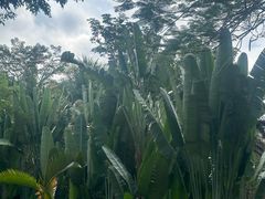 -中国科学院西双版纳热带植物园
