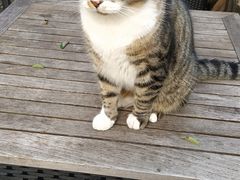 -喵屿·大理花园猫咖