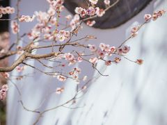 -梅花山(明孝陵内)
