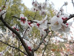 -无锡梅园公园