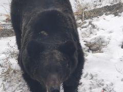 -新疆天山野生动物园