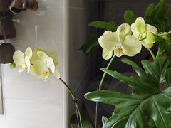 -双季花艺园艺市场(浦东店)
