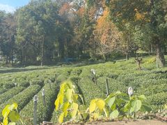 -野蔓果·山野菜(西湖景区·龙井茶田店)
