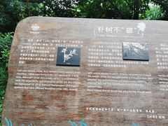 -华侨城湿地公园