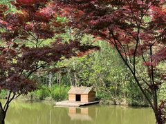 -合肥滨湖国家森林公园