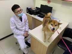 -全心全意连锁动物医院·微创中心·内科急重症·心脏专科(丰管路店)
