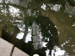 -上海大自然野生昆虫馆(东方明珠·爬宠昆虫探索中心)