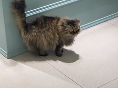 -安格丽娜·狗咖·猫咖羊驼咖(春熙路百盛商场店)