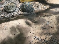 -灵玲国际马戏城