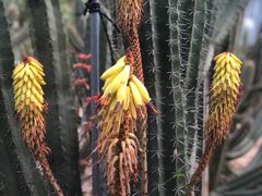 -深圳仙湖植物园