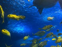 -太平洋海底世界