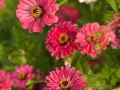 -春花秋色城市公园