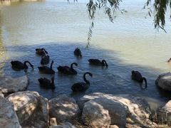 -天津东丽湖风景区