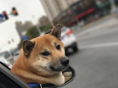 -Oh My Dog宠物沙龙(伊珊娜皮毛护理店)