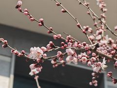 -Jamaicablue Coffeeshop(中央广场店)