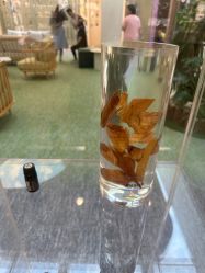 -dōTERRA多特瑞精油生活馆
