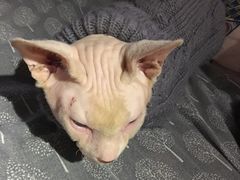 -more than meow吴止猫主题餐厅(承德 中船汇店)