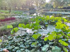 -郑州植物园