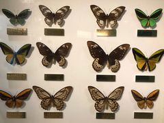 -上海昆虫博物馆