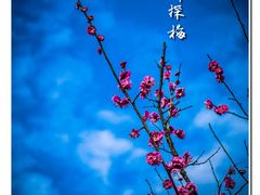 -杭州植物园