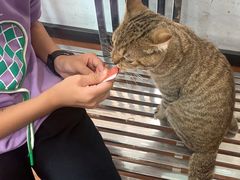 -瑞派动物医院·绝育·犬猫全科·预防医学(光景江南中店)