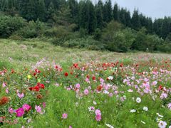 -武陵山森林公园