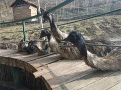 -栾川竹海野生动物园