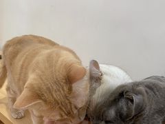 -是阿柴呀！柴犬咖啡·爱喵喵猫咖