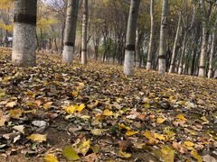 -大兴滨河森林公园