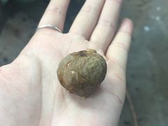 -农厨好味·温泉鹅·农家菜