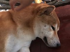 -喜柴咖啡·柴犬狗咖