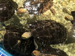 -顺德南宏海立方海洋公园