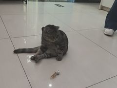 -全心全意连锁动物医院·微创中心·内科急重症·心脏专科(丰管路店)