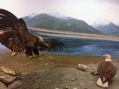 -美国自然历史博物馆