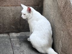 -西园寺素食(西园弄戒幢律寺店)
